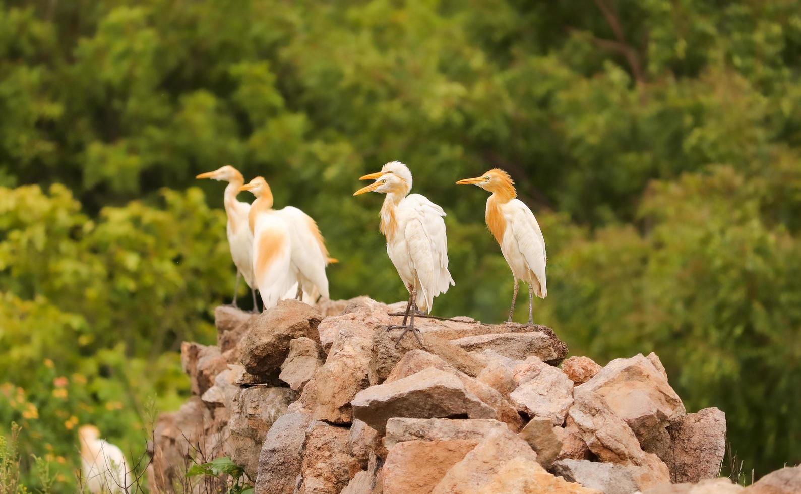 pássaros sentados nas rochas, grupo de pássaros foto