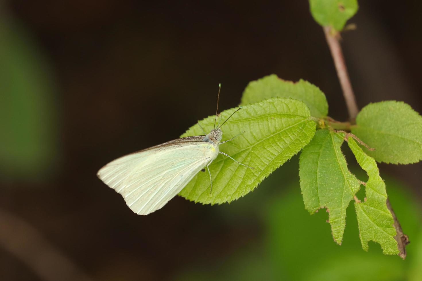 borboleta branca na folha foto