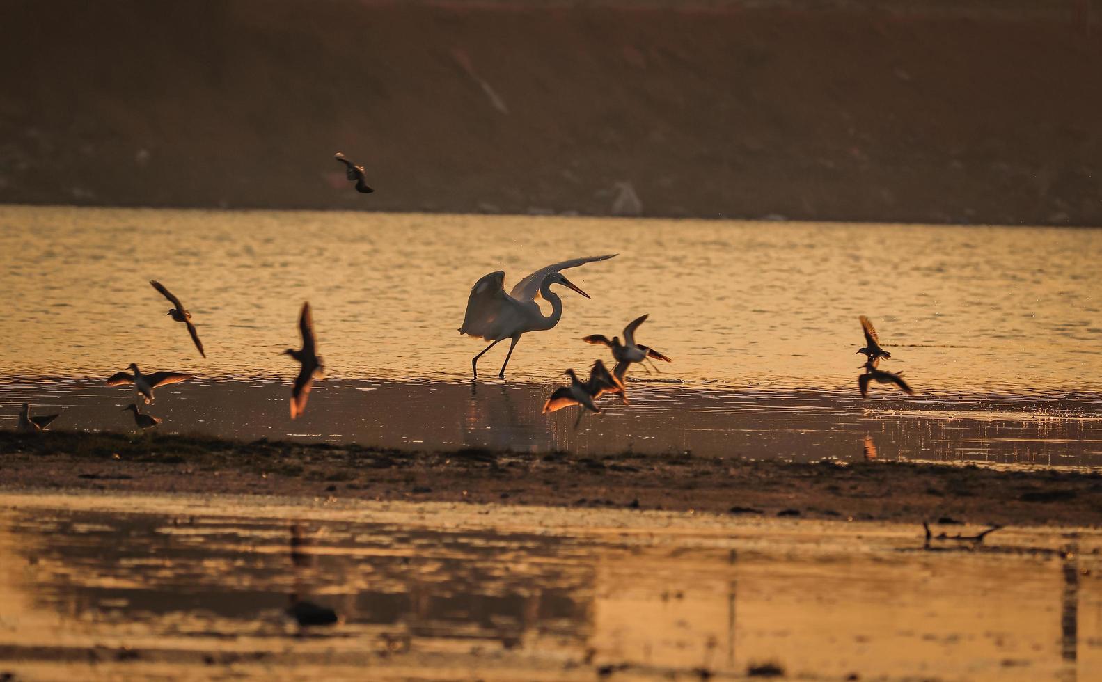 pássaro andando na água, pássaros voando, vista do pôr do sol no lago foto