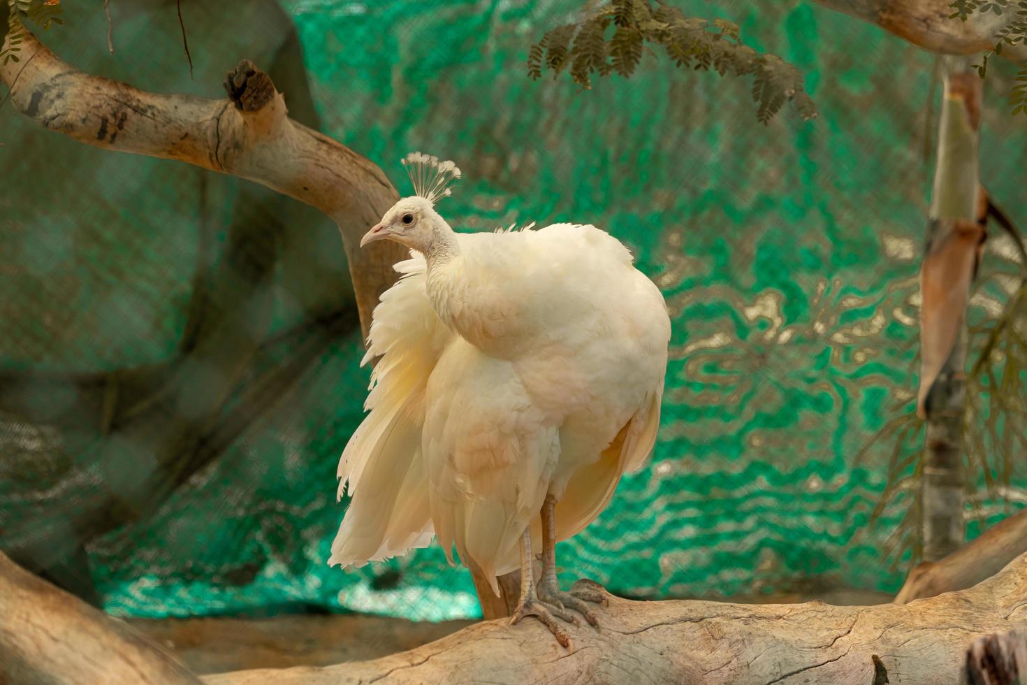 lindo pavão branco no zoológico foto