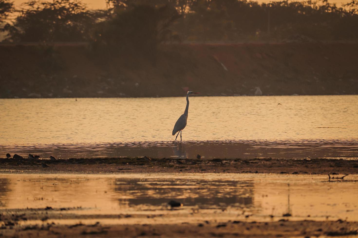 pássaro andando na água, pássaros voando, vista do pôr do sol no lago foto