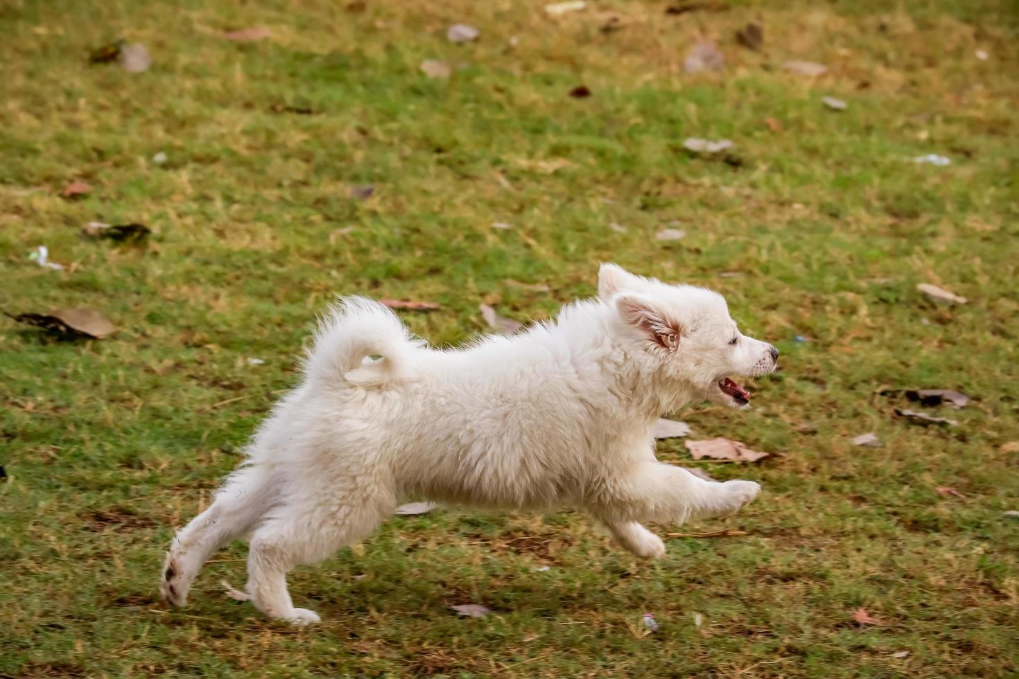 cachorro olhando para outros cachorros no parque, cachorro no parque de cachorros, amante de animais de estimação foto