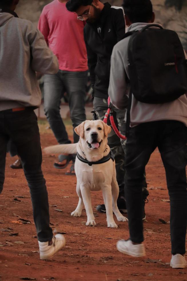 cachorro olhando para outros cachorros no parque, cachorro no parque de cachorros, amante de animais de estimação foto