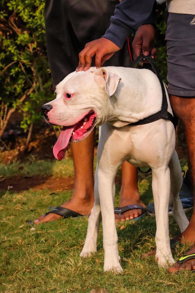 cachorro olhando para outros cachorros no parque, cachorro no parque de cachorros, amante de animais de estimação foto