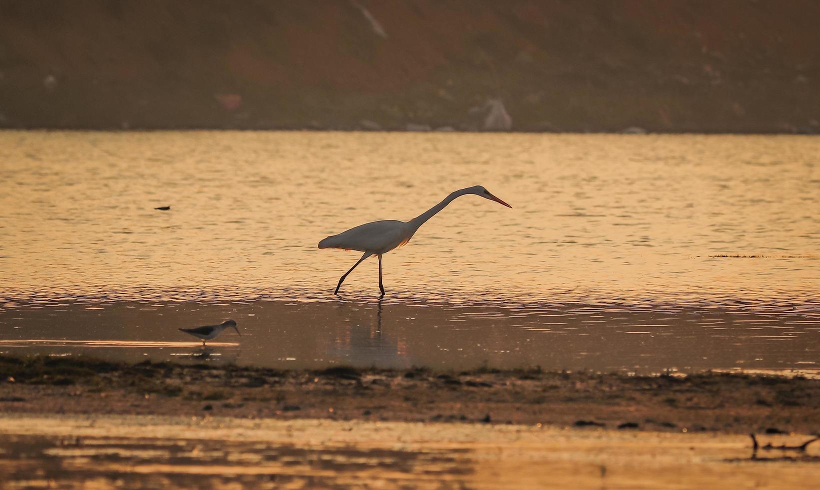 pássaro andando na água, pássaros voando, vista do pôr do sol no lago foto