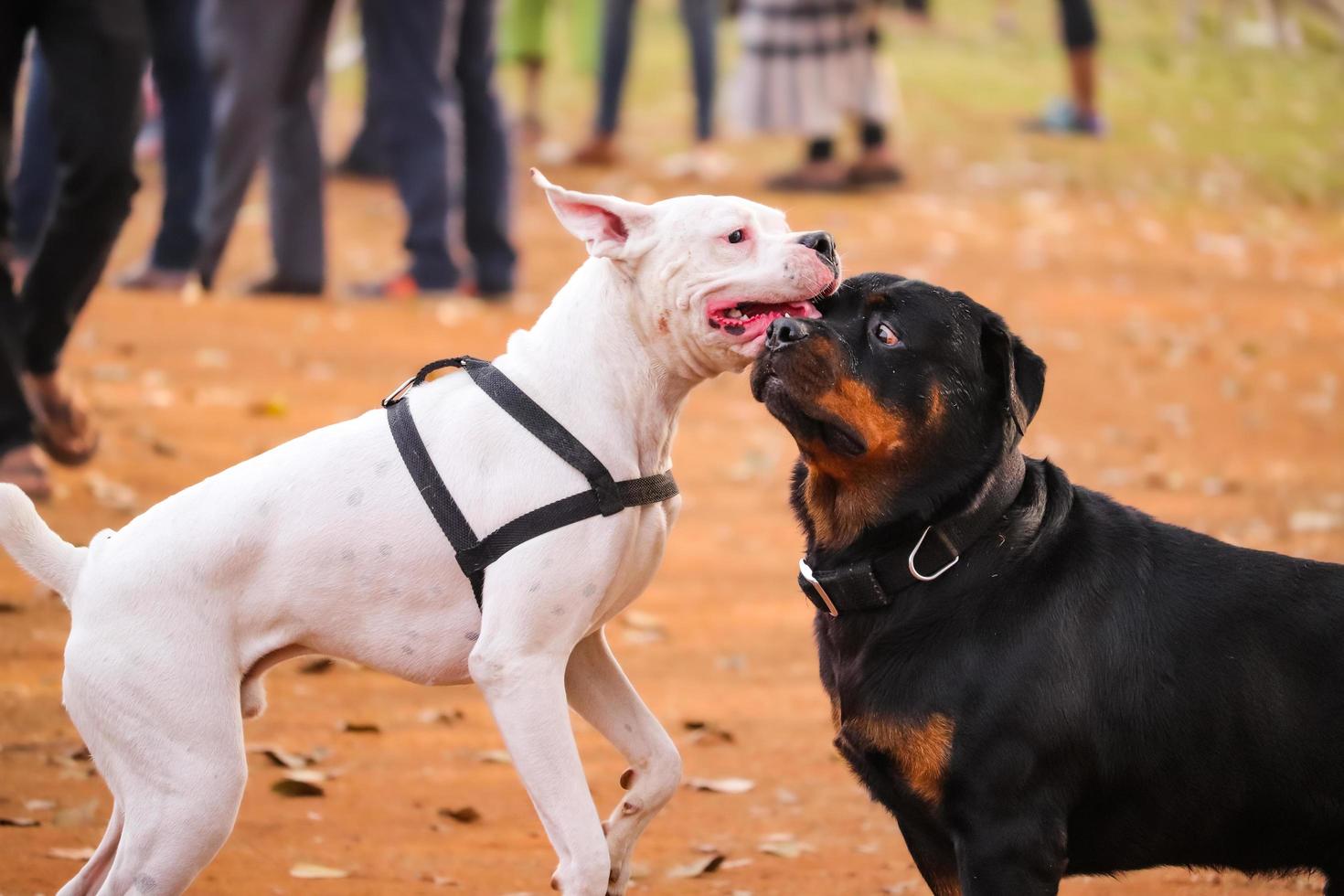 dois cachorros estão brincando no parque, cachorro no parque de cachorros, amante de animais de estimação foto