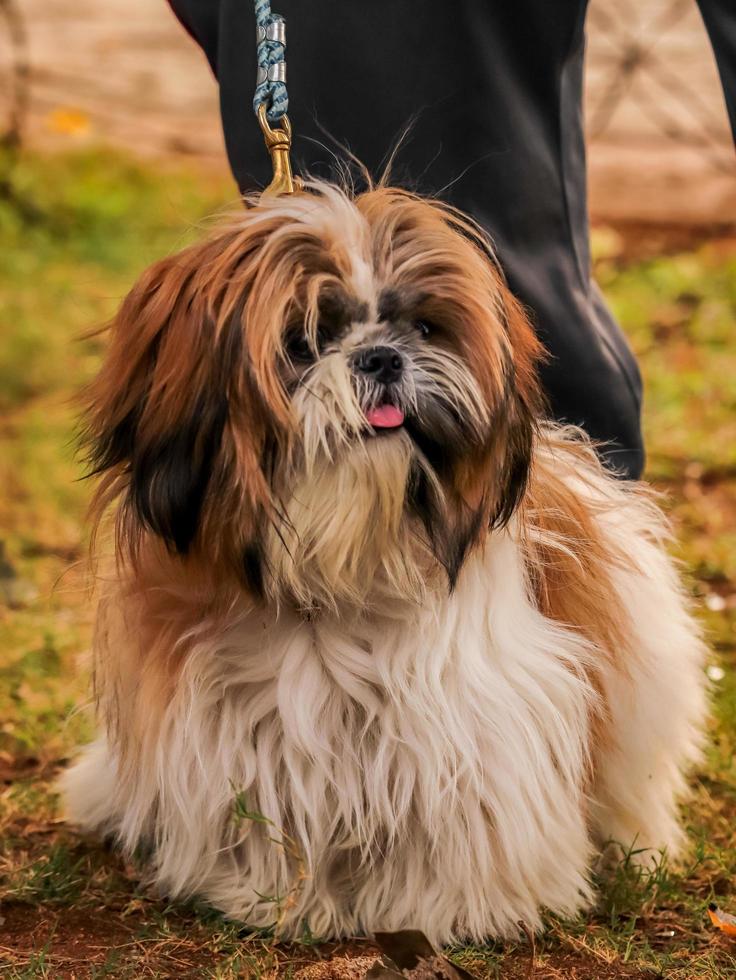 cachorrinho, cachorro no parque de cachorros, amante de animais de estimação foto