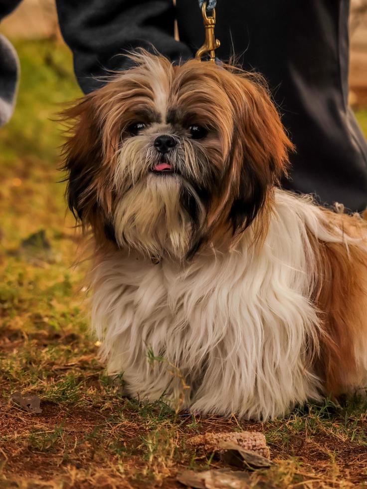 cachorrinho, cachorro no parque de cachorros, amante de animais de estimação foto