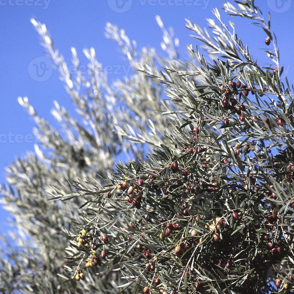 ramos de oliveiras em toledo, castela la mancha, espanha foto