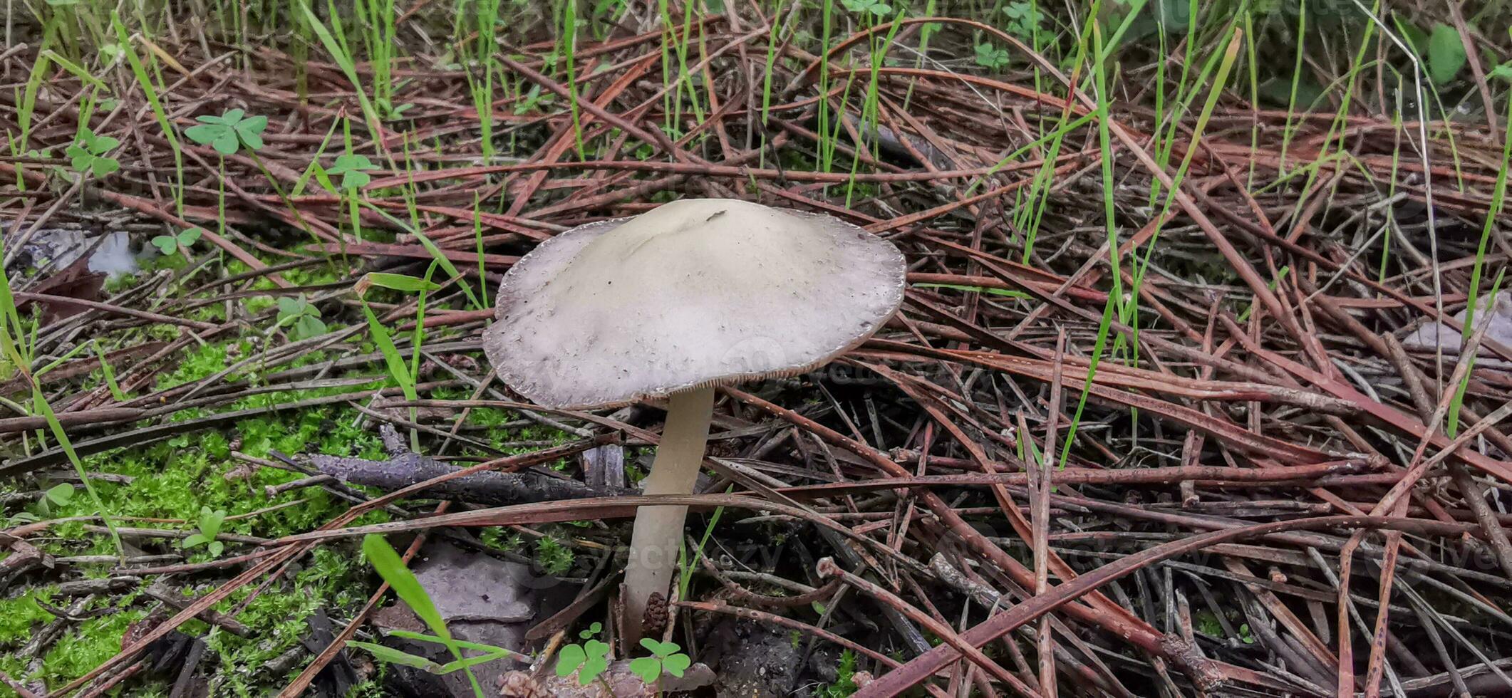 detalhe do uma selvagem cogumelos dentro seus natural meio Ambiente foto