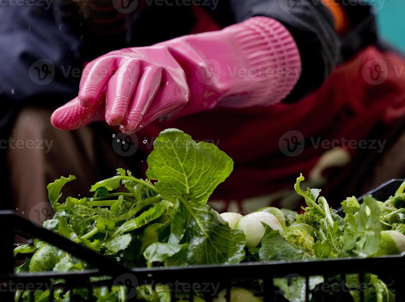 prato típico coreano, o kimchi. limpeza do vegetal foto