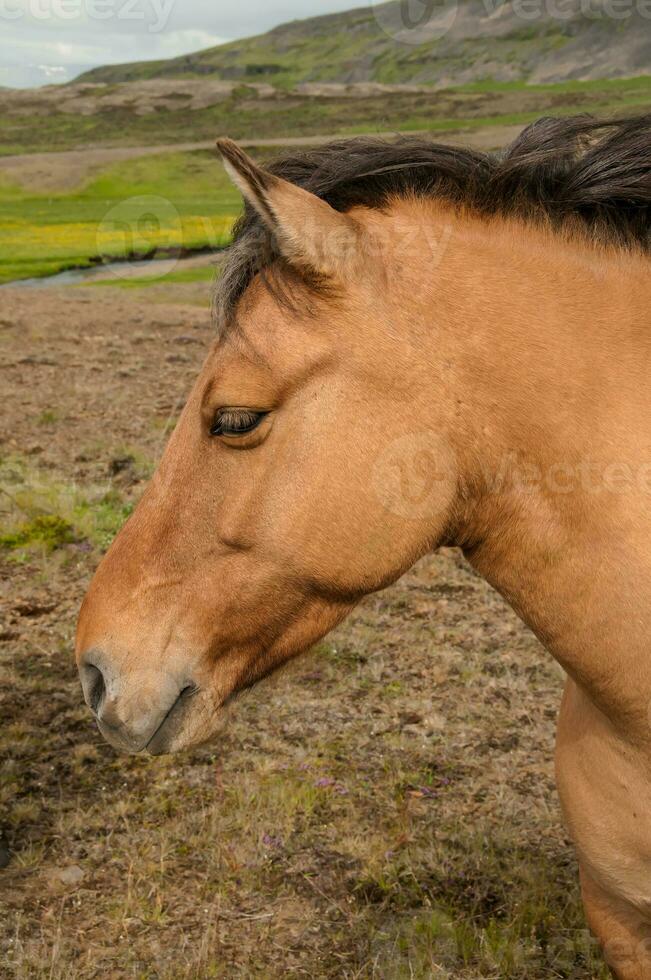 típica cavalo a partir de a ilha do Islândia foto