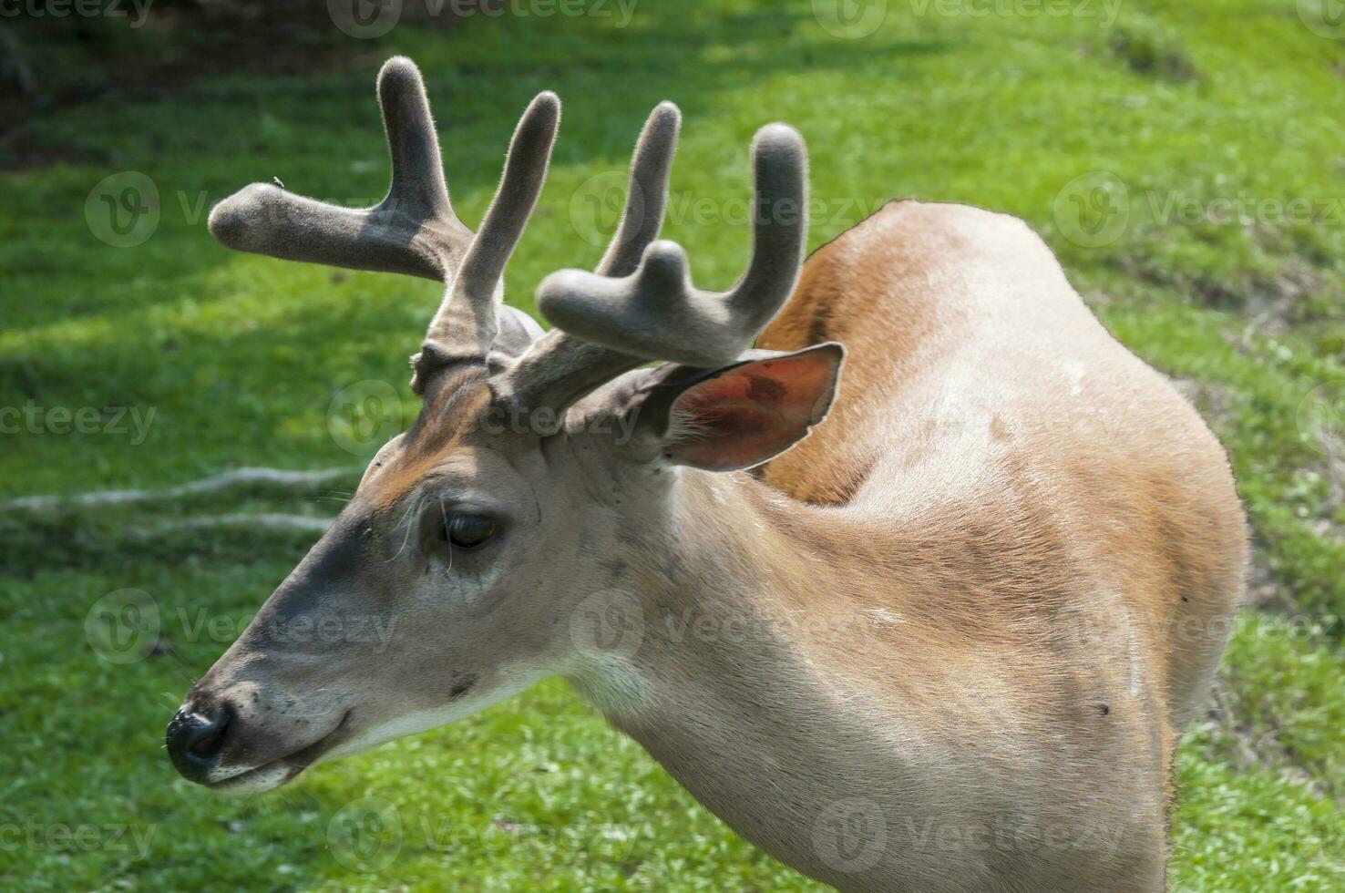 veado dentro uma natureza reserva dentro Canadá foto