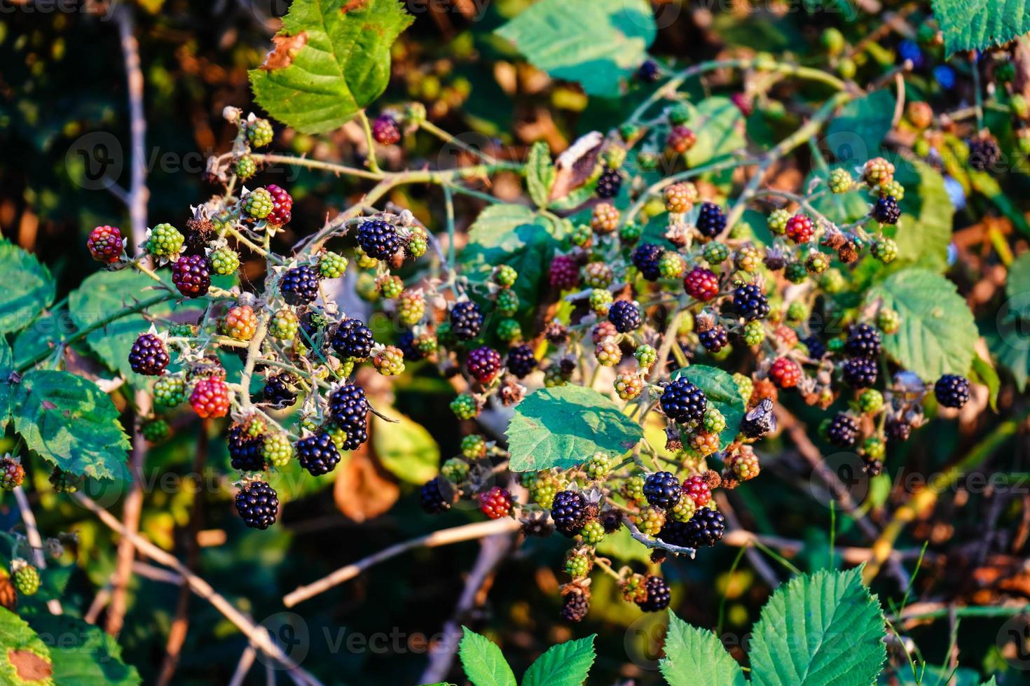 frutas silvestres de amora-preta rubus foto