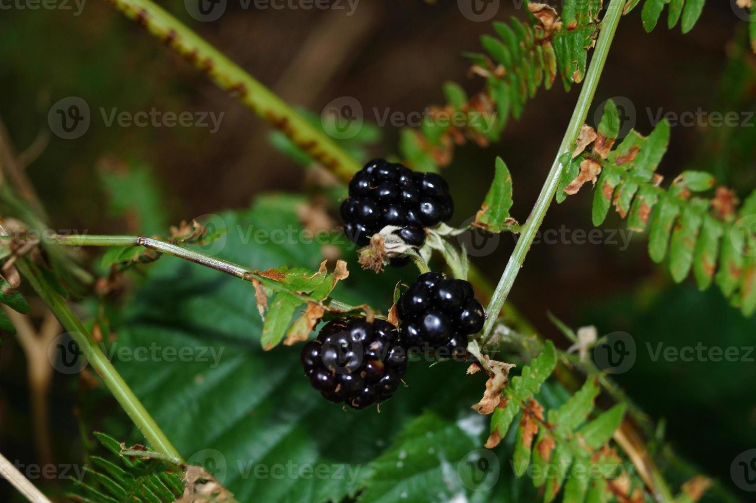 frutas silvestres de amora-preta rubus foto