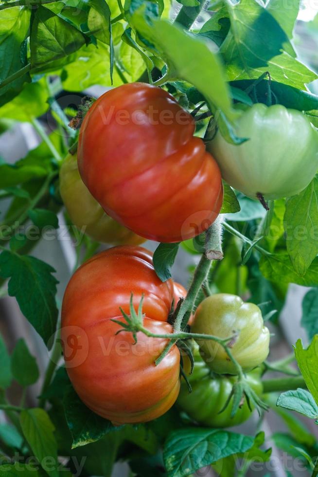 tomate redondo vermelho solanum lycopersicum para uma sopa foto