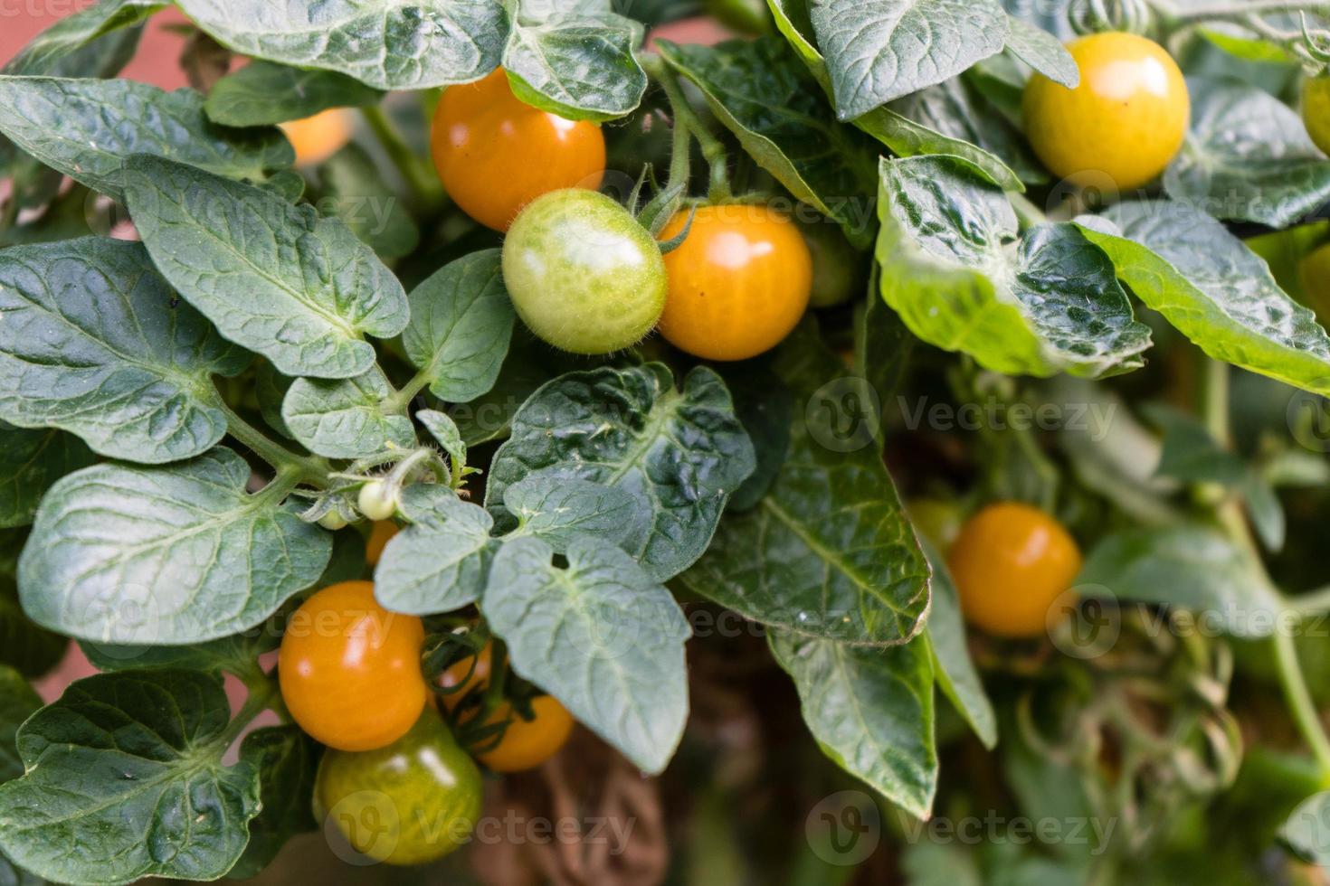 coquetel de laranja tomate solanum lycopersicum foto