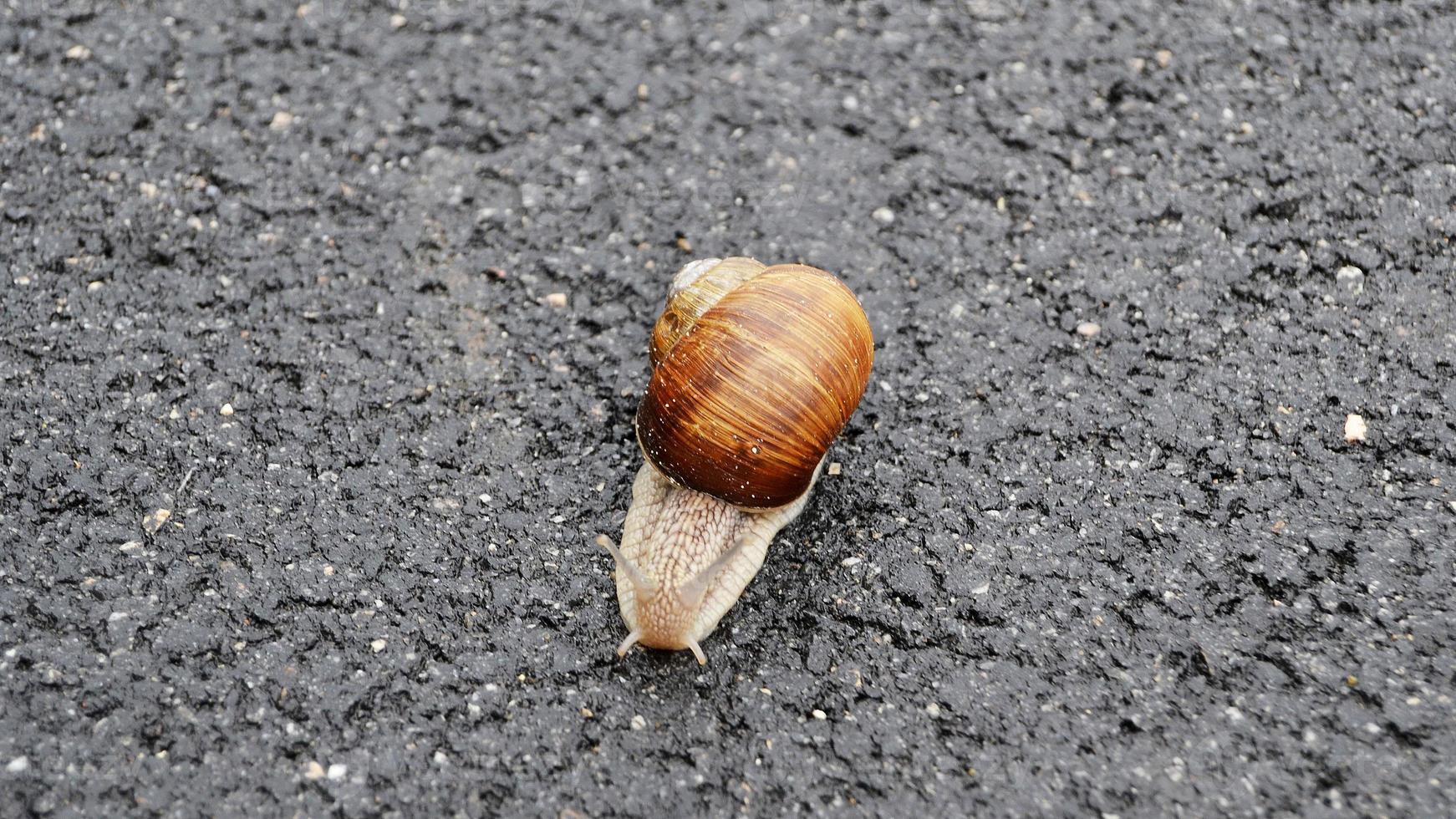 grande caracol de jardim com concha rastejando na estrada molhada, volte para casa foto