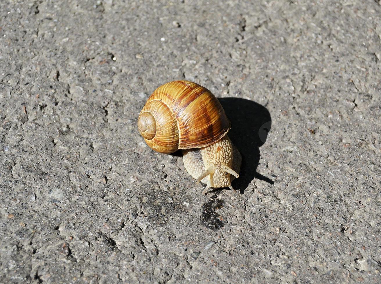 grande caracol de jardim com concha rastejando na estrada molhada, volte para casa foto