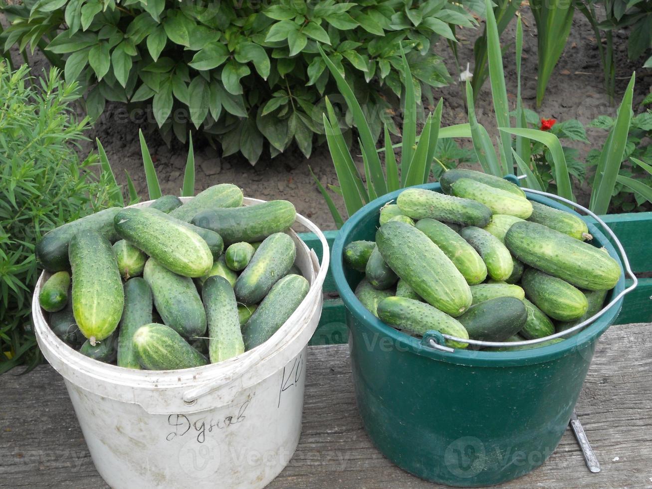 pepino vegetal verde maduro inteiro, refeição em fatias redondas foto