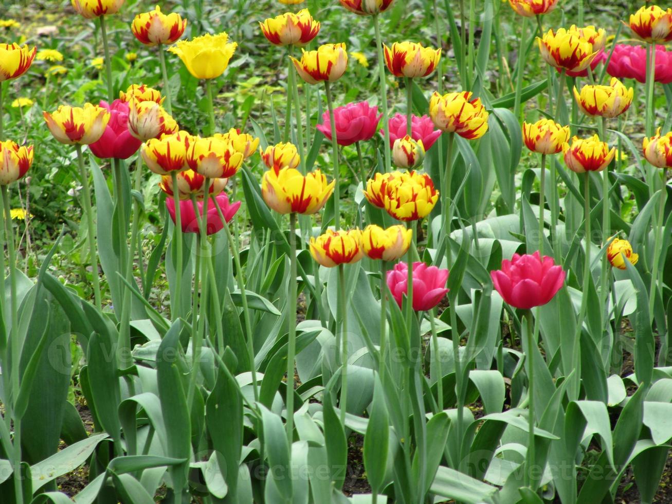 florescendo tulipa de flor vermelha com folhas verdes, natureza viva foto