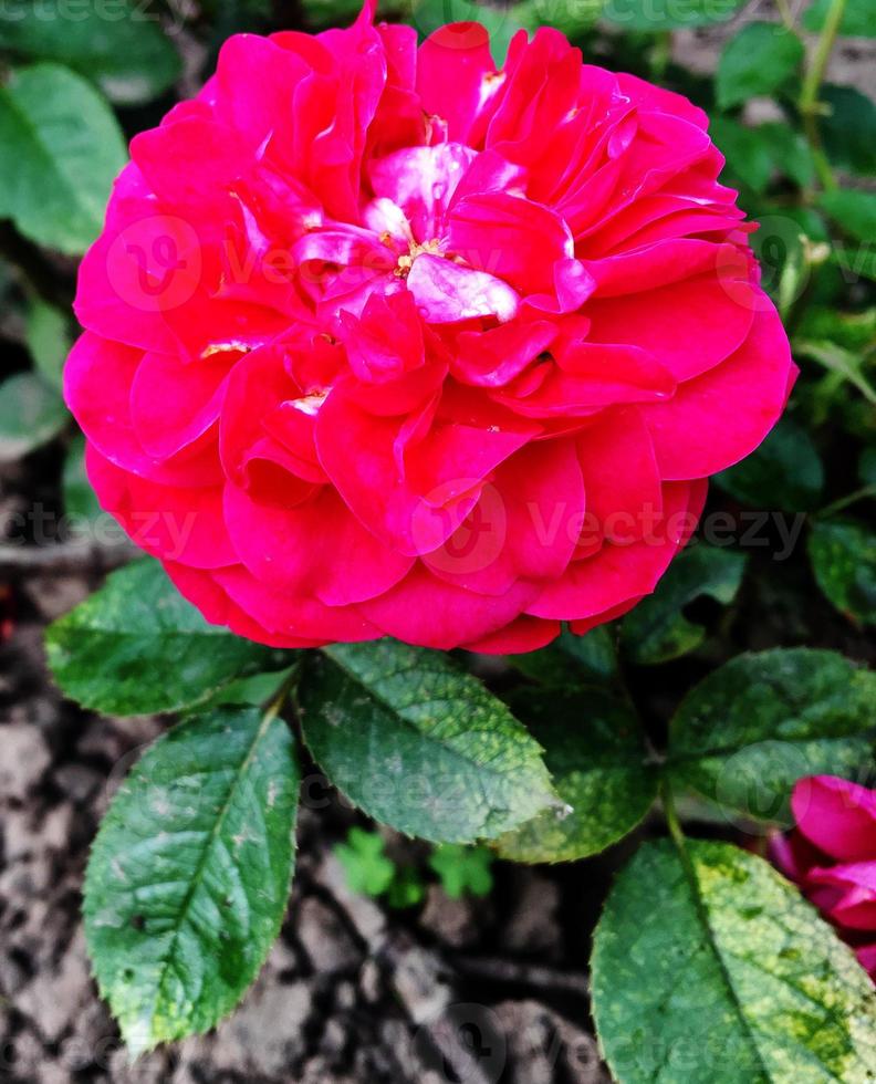 flor de beleza selvagem com néctar florescendo no campo foto