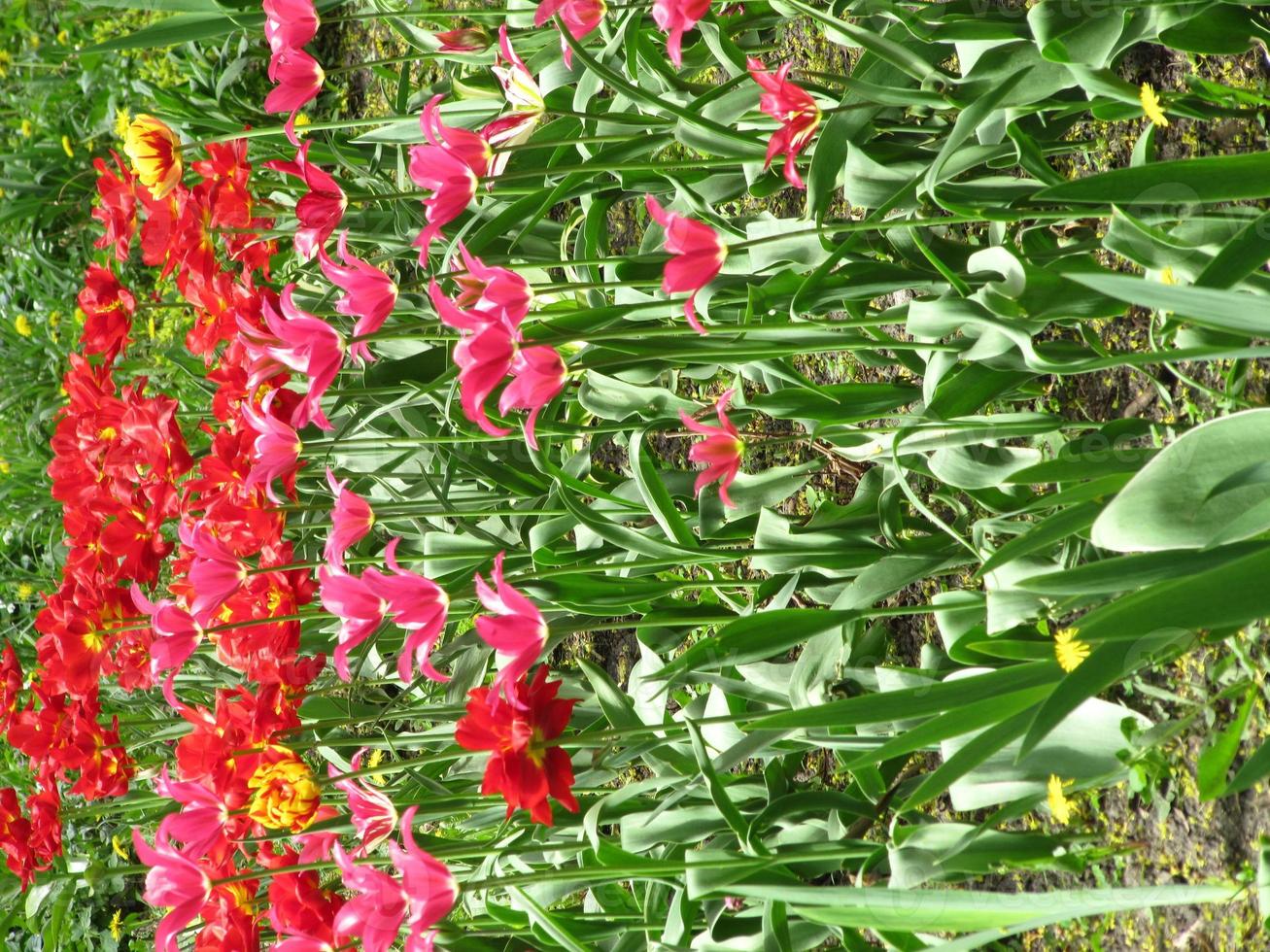 florescendo tulipa de flor vermelha com folhas verdes, natureza viva foto