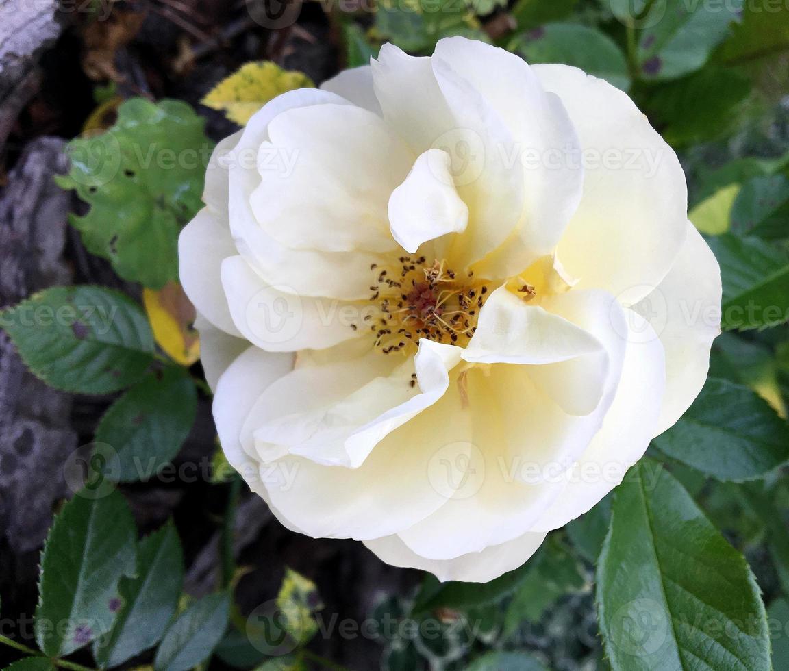 flor de beleza selvagem com néctar florescendo no campo foto