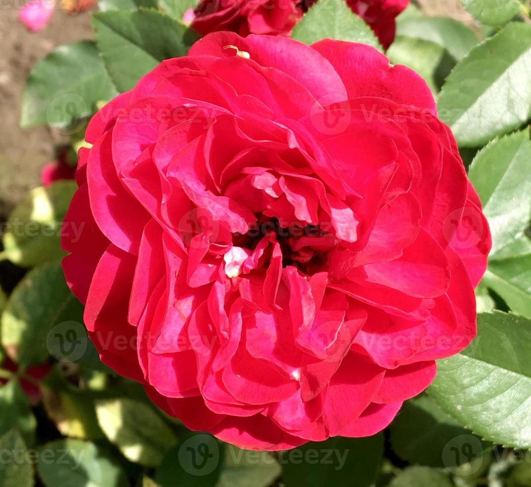 flor desabrochando rosa com folhas verdes foto