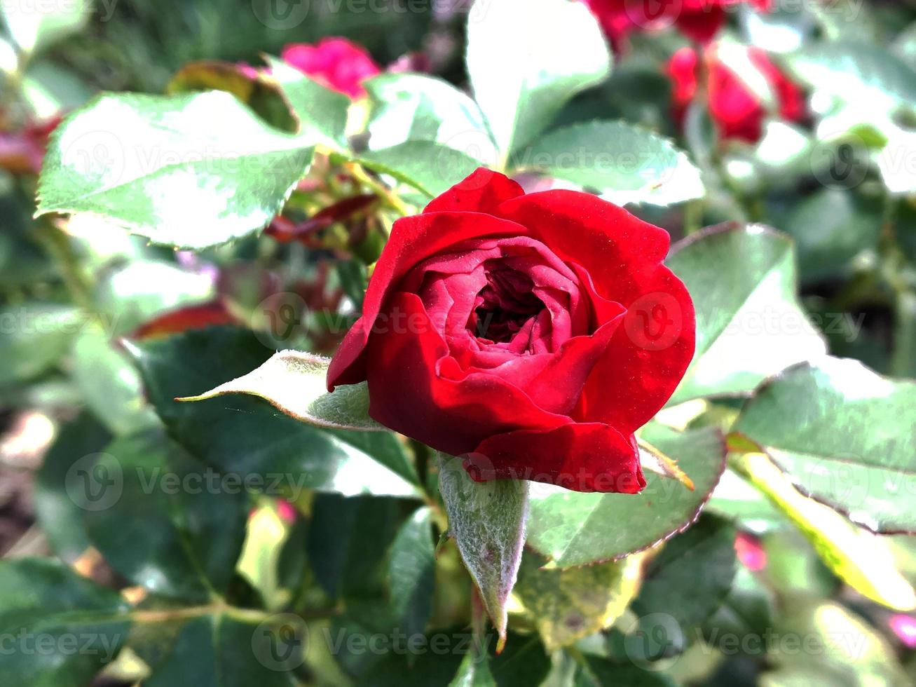 flor desabrochando rosa com folhas verdes foto