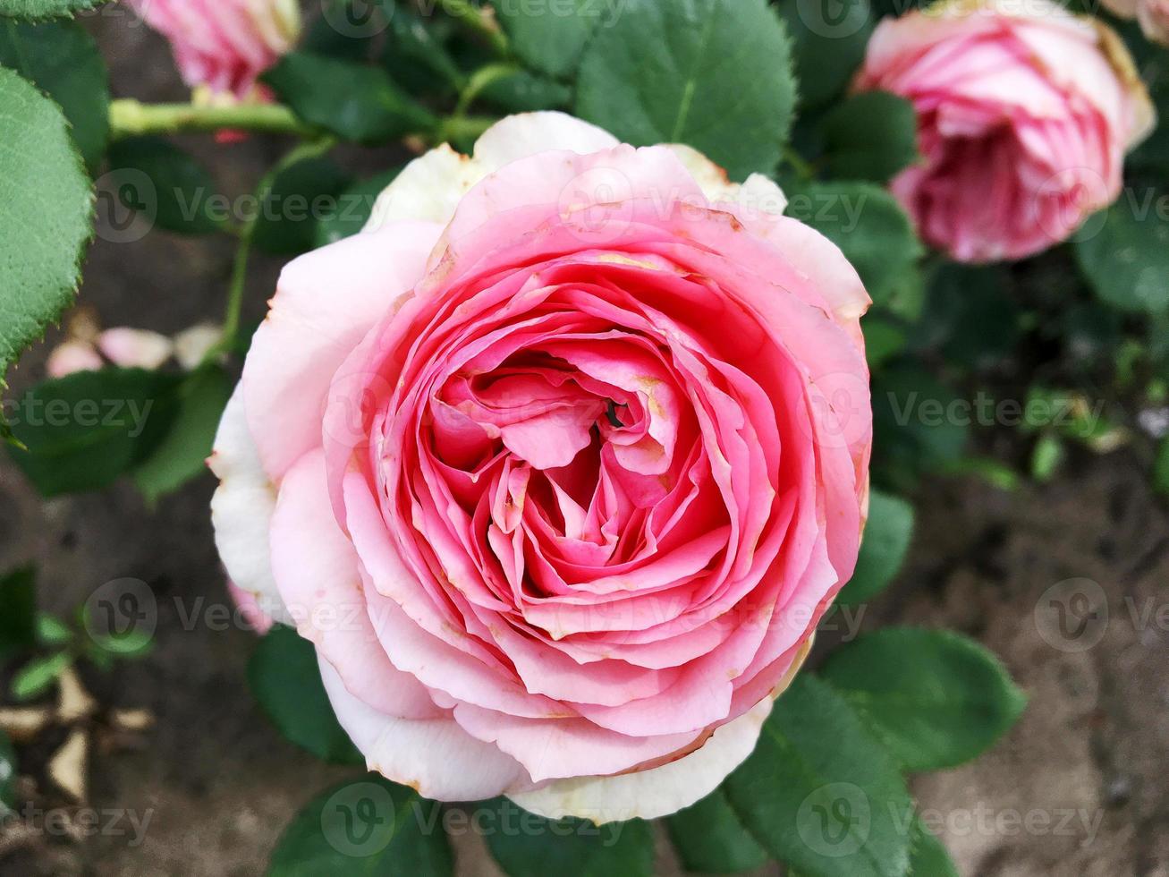 flor desabrochando rosa com folhas verdes foto