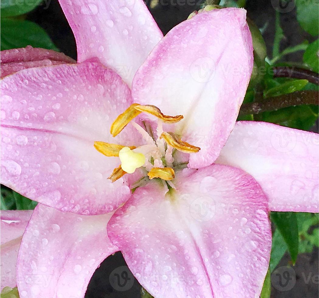 flor de lírio desabrochando com folhas verdes, natureza viva foto