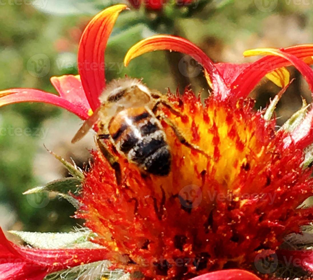 abelha voa lentamente para a planta, colete néctar para o mel foto