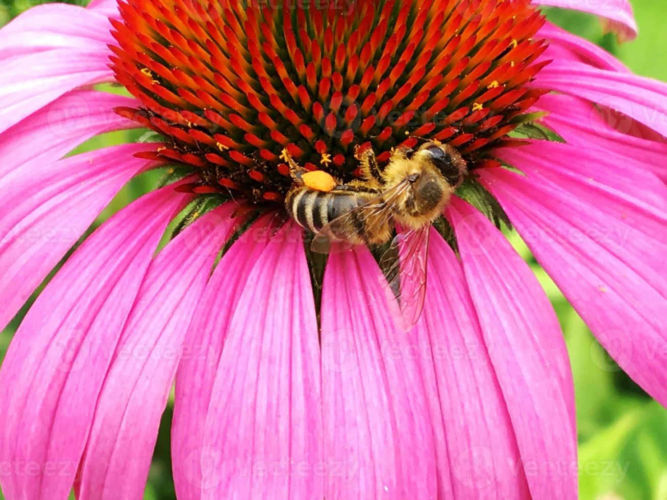 abelha alada voa lentamente para a planta, colete o néctar para o mel foto