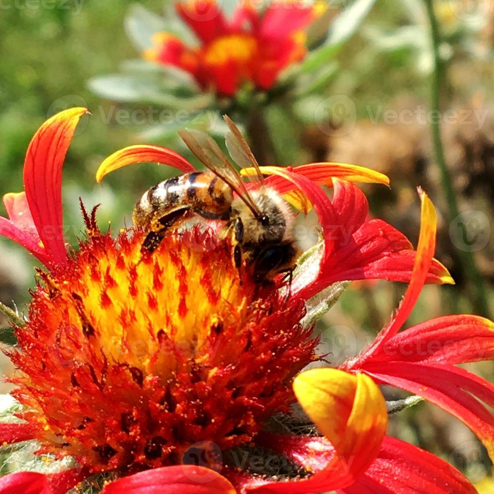 abelha voa lentamente para a planta, colete néctar para o mel foto