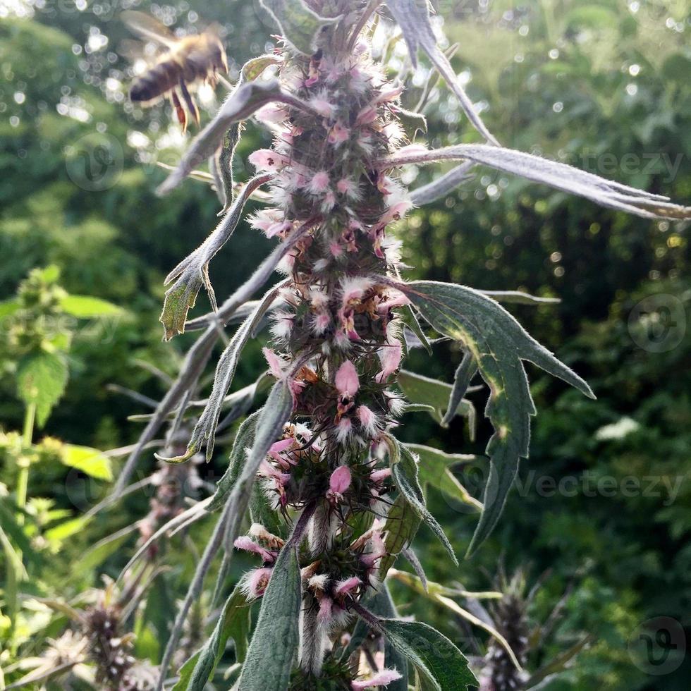 abelha alada voa lentamente para a planta, colete o néctar para o mel foto