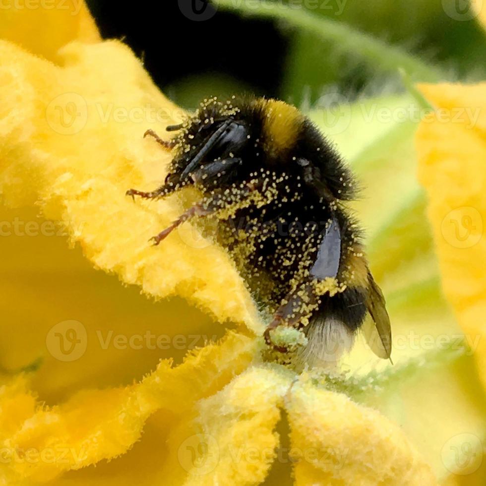 abelha alada voa lentamente para a planta, colete o néctar para o mel foto