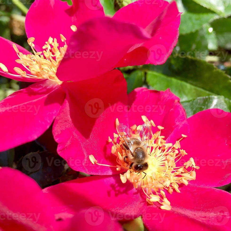 abelha alada voa lentamente para a planta, colete o néctar para o mel foto