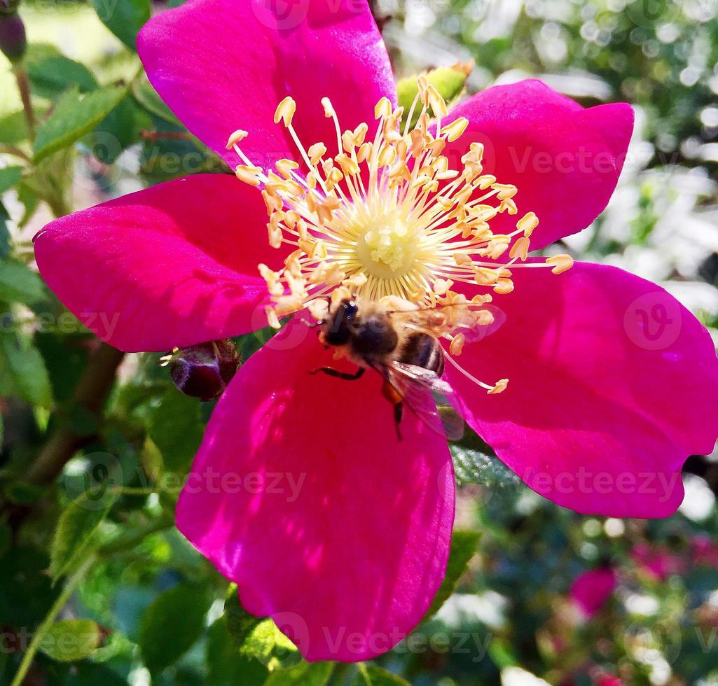 abelha alada voa lentamente para a planta, colete o néctar para o mel foto