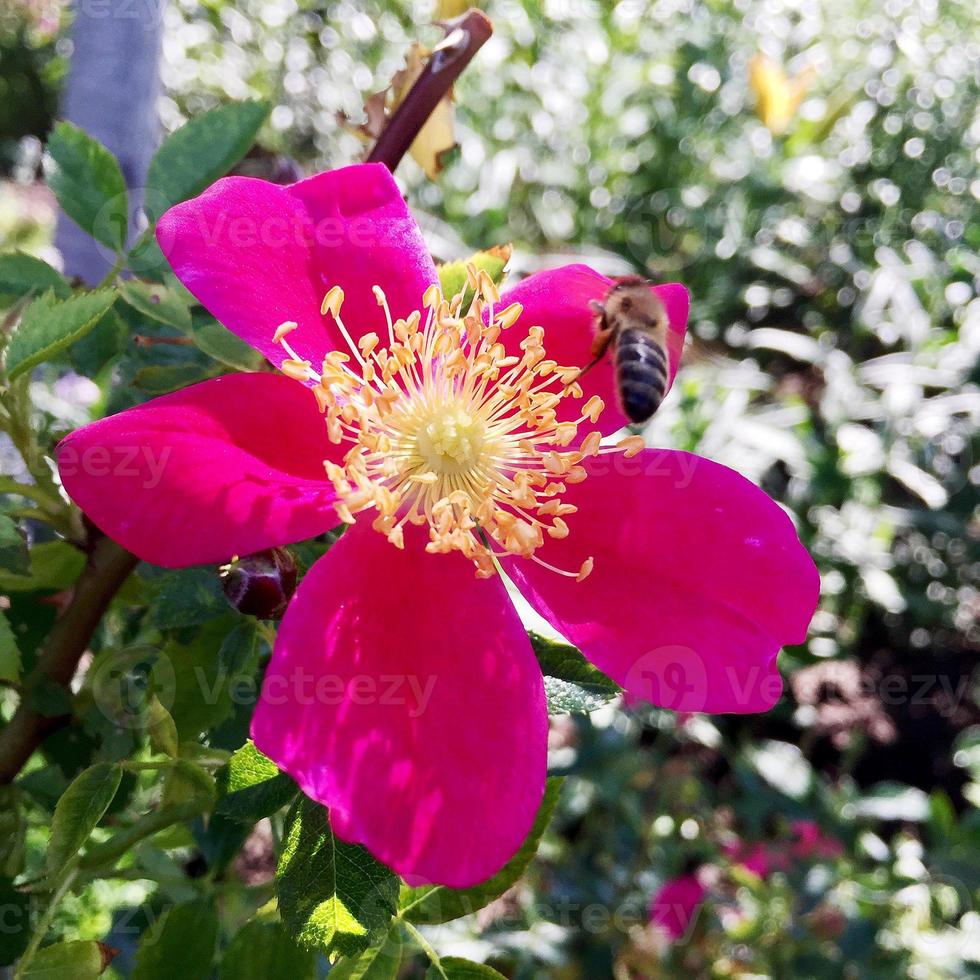 abelha alada voa lentamente para a planta, colete o néctar para o mel foto