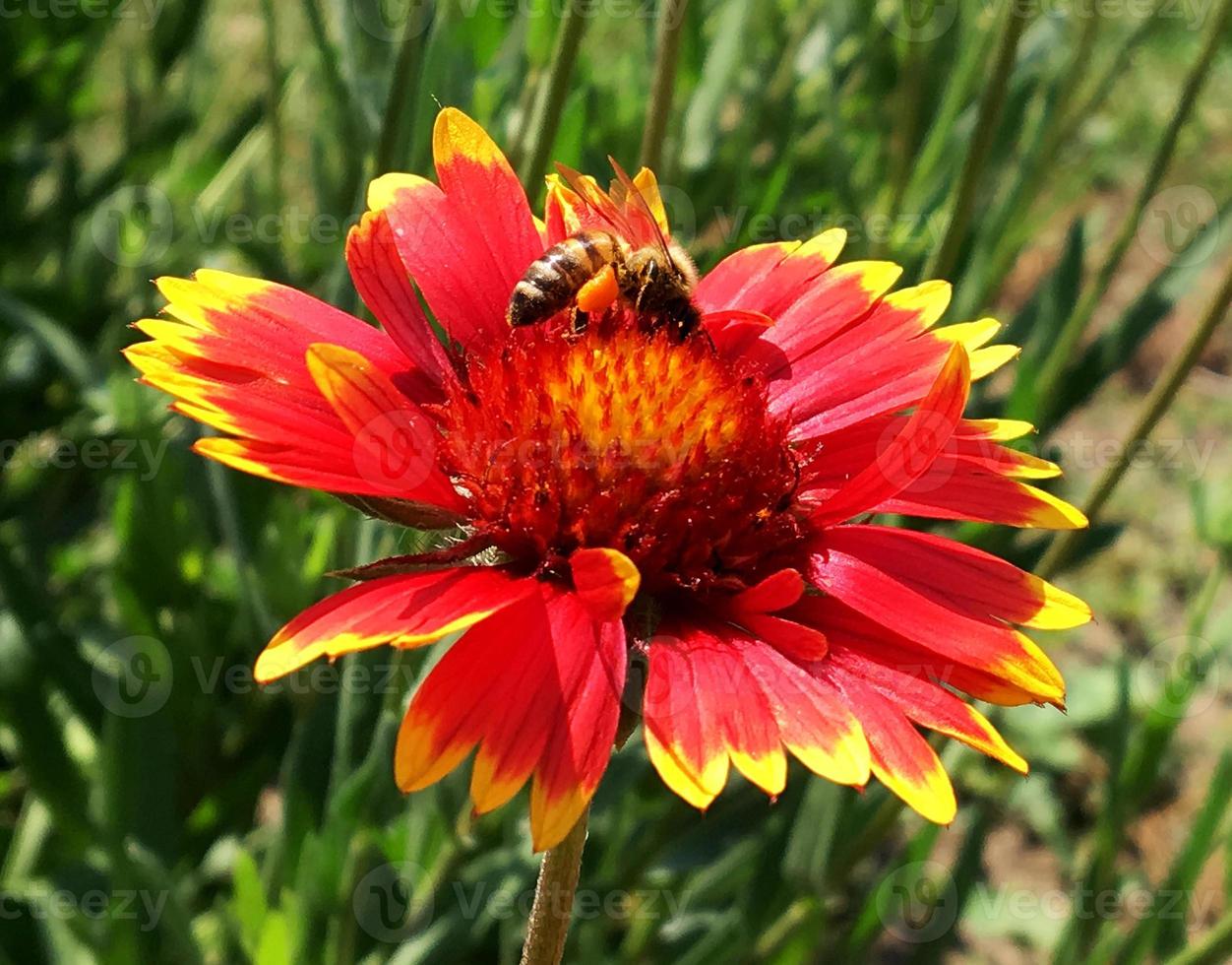 abelha alada voa lentamente para a planta, colete o néctar para o mel foto