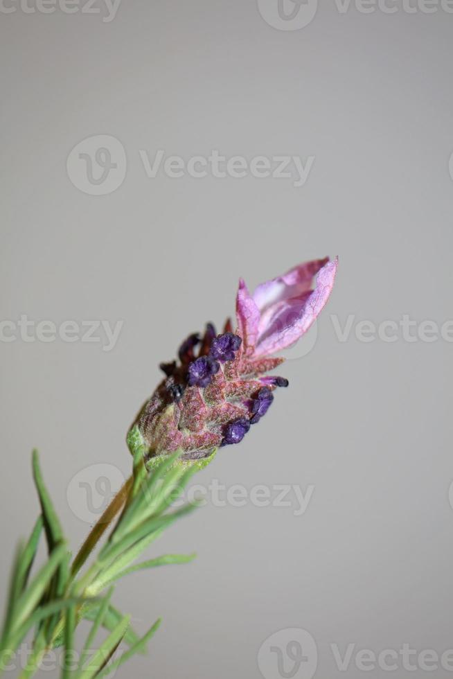 flor de planta aromática close up lavandula stoechas família lamiaceae foto