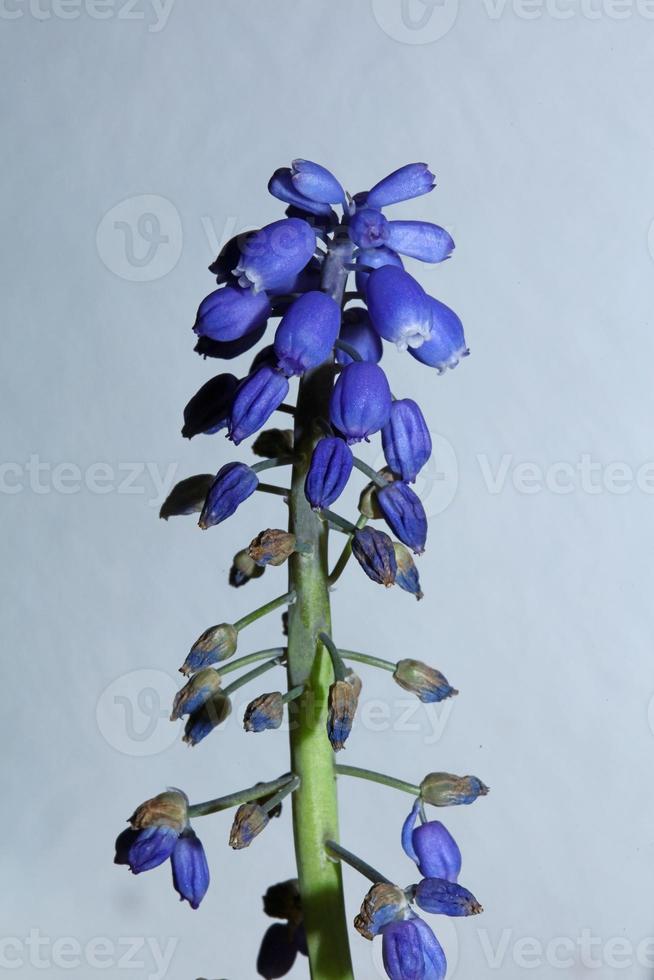 flor close up muscari neglectum família asparagaceae estampas modernas foto