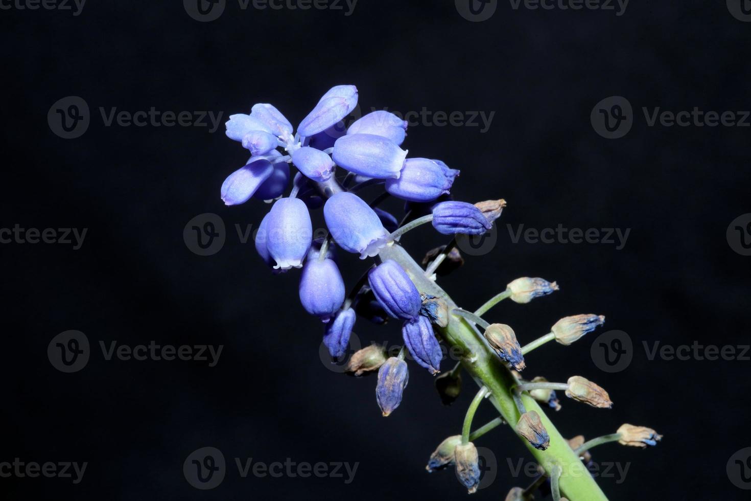 flor close up muscari neglectum família asparagaceae estampas modernas foto