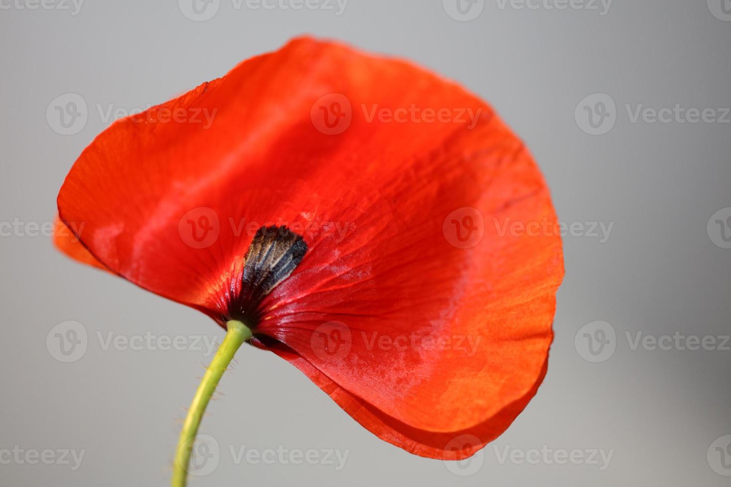 flor de flor de papaver close up família papaveraceae primts botânicos foto