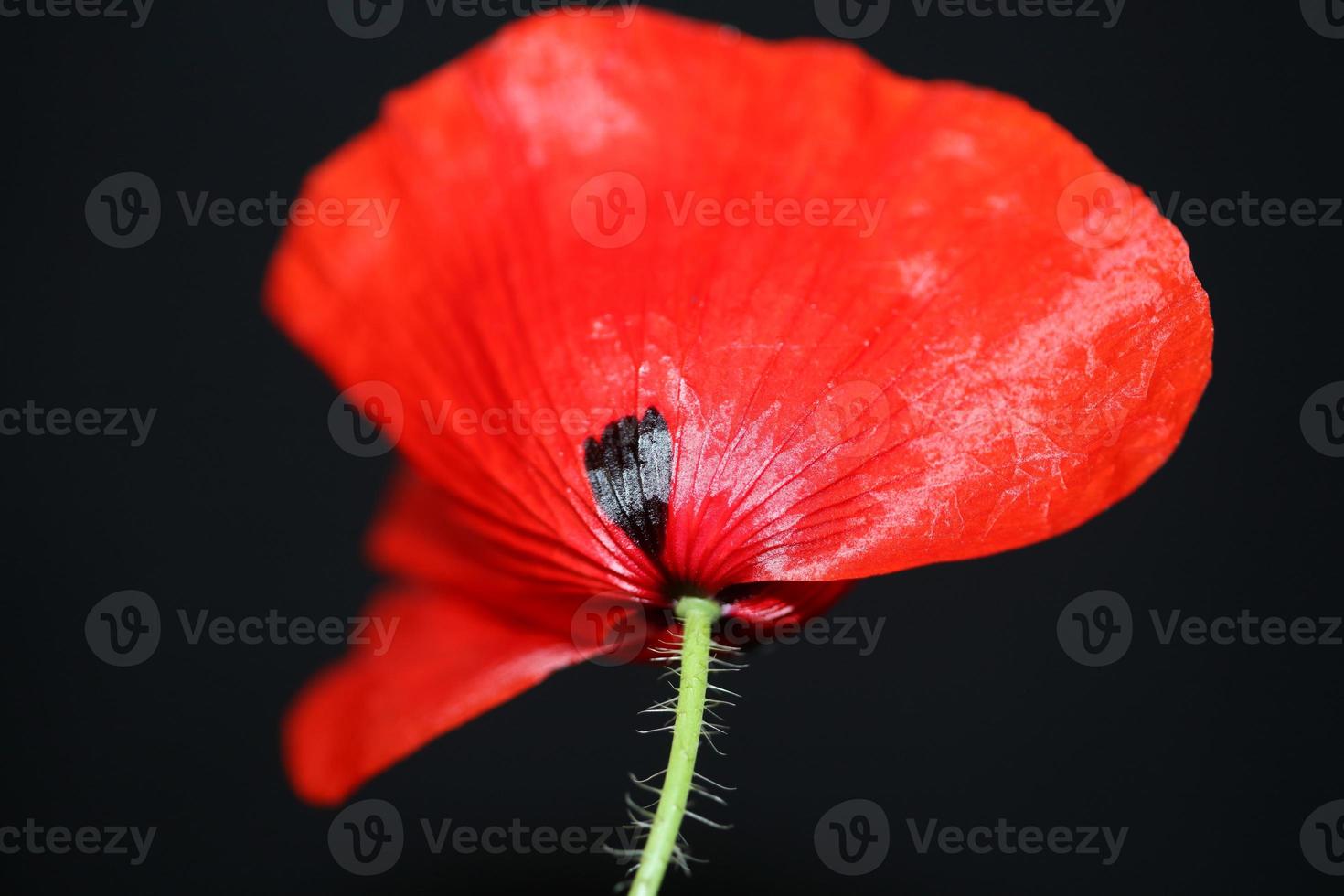 flor de flor de papaver selvagem close up botânica família papaveraceae foto