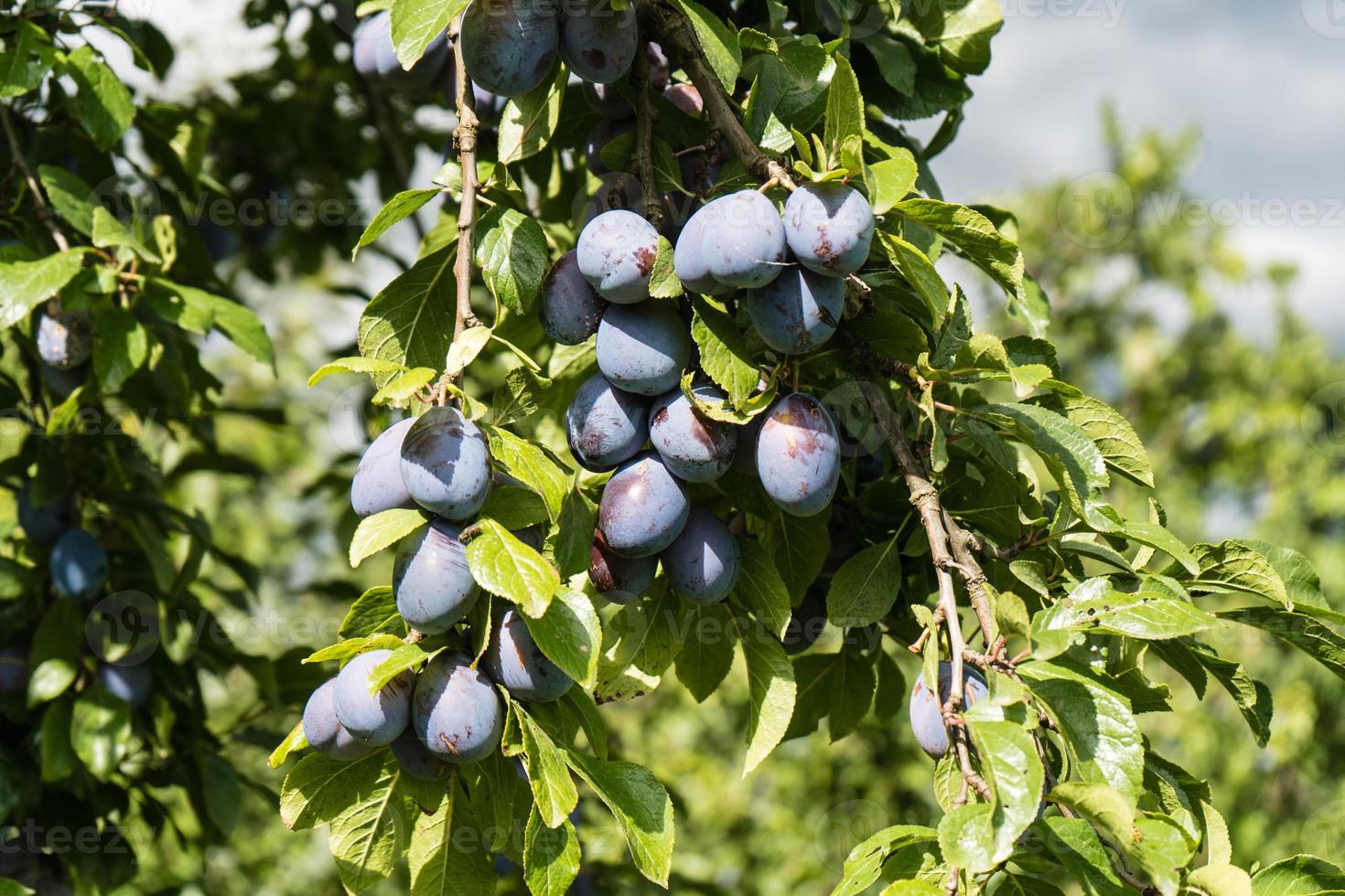 ameixa - prunus domestica próximo a hamburgo foto