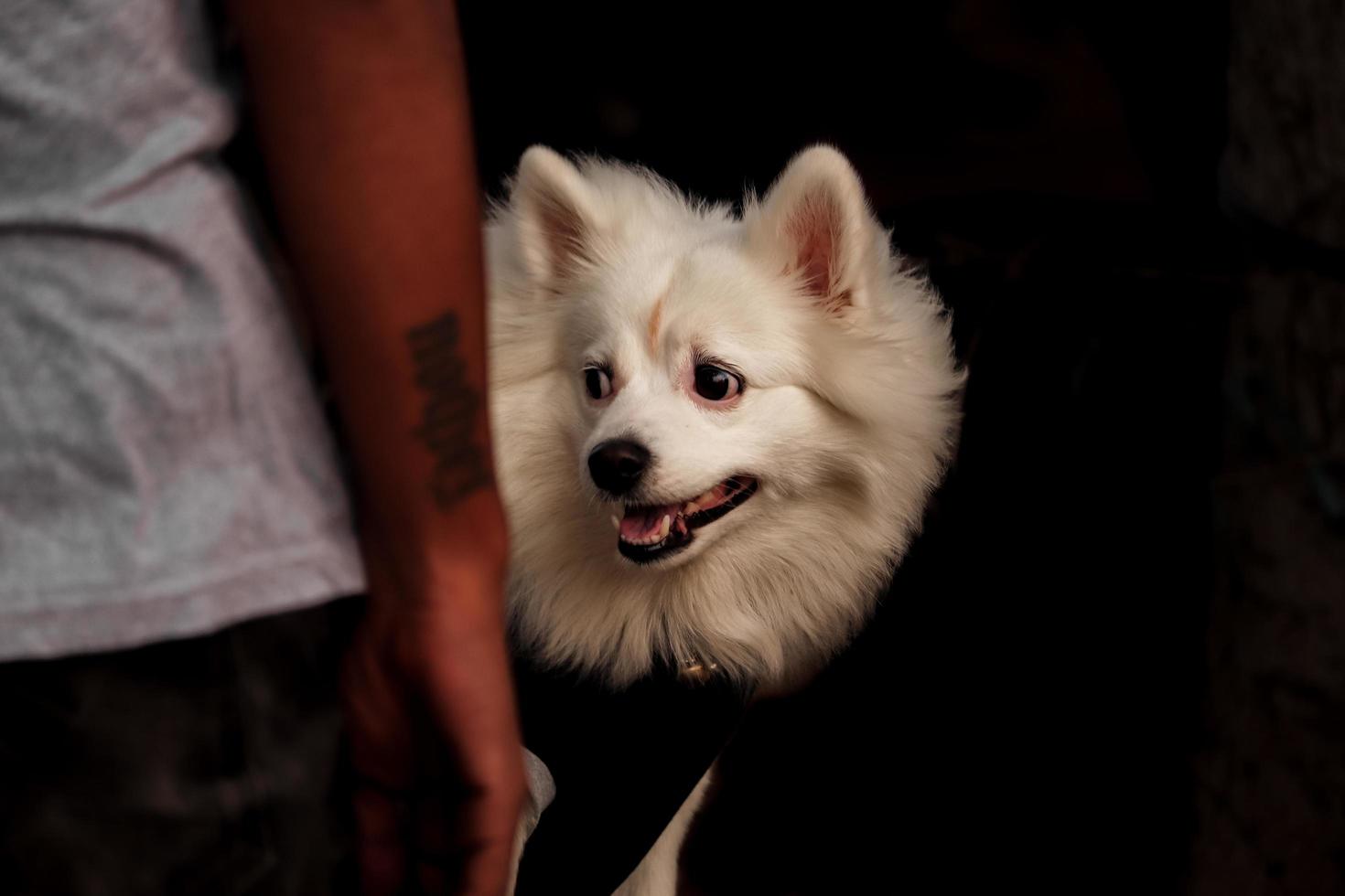 cachorrinho no parque de cachorros foto