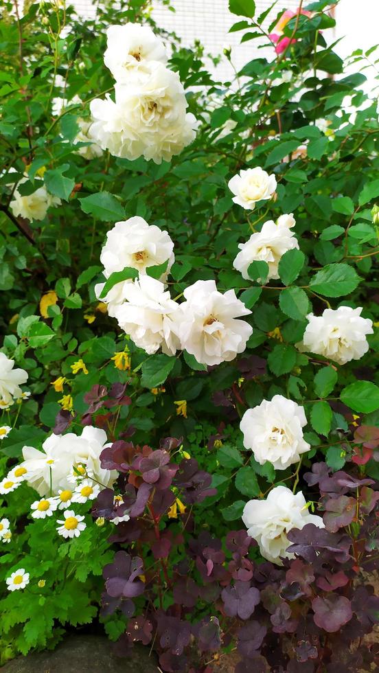 rosas brancas. pequenas rosas florescem no jardim no verão em julho. foto