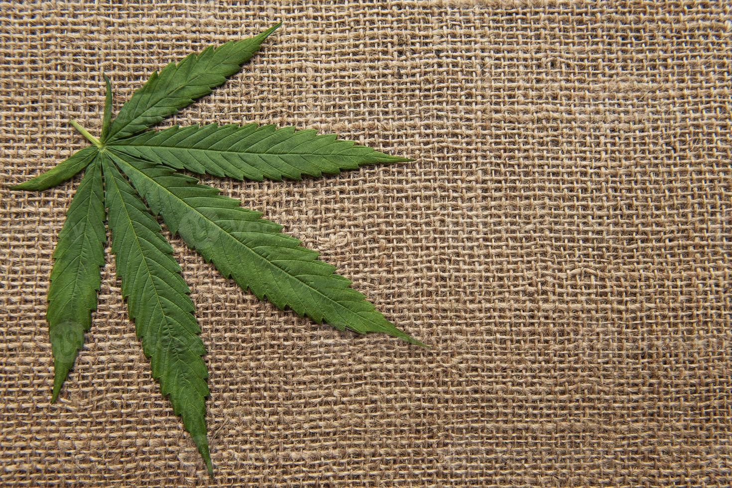 folhas de cannabis no fundo têxtil de cânhamo foto